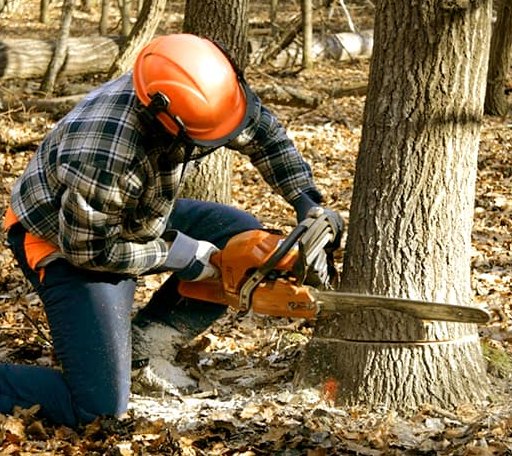 Tree Removal in Bixby, OK
